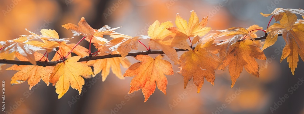 a photo showing the colors of the maple tree foliage, in the style of shallow depth of field, golden light, background