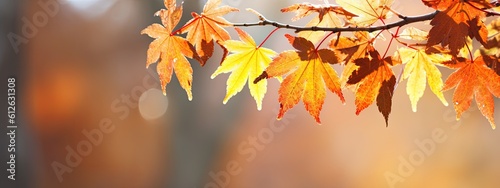 a photo showing the colors of the maple tree foliage, in the style of shallow depth of field, golden light, background © EnelEva