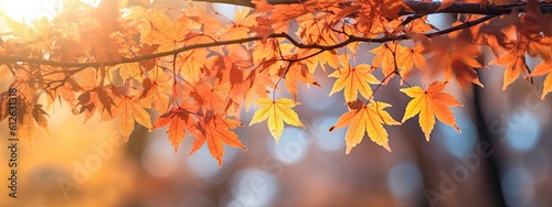 a photo showing the colors of the maple tree foliage  in the style of shallow depth of field  golden light  background