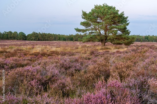 Pine tree in blooming field of heather photo