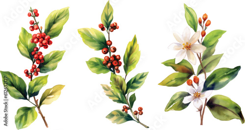 Obraz na płótnie Beautiful stock clip art vector illustration with hand drawn set watercolor coffee plant branch with white flowers green leaves and red beans