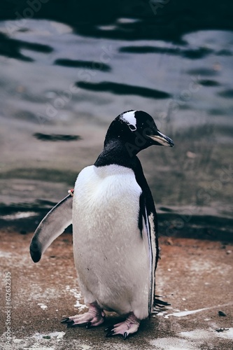 Black and white penguin stands on the edge of a body of water