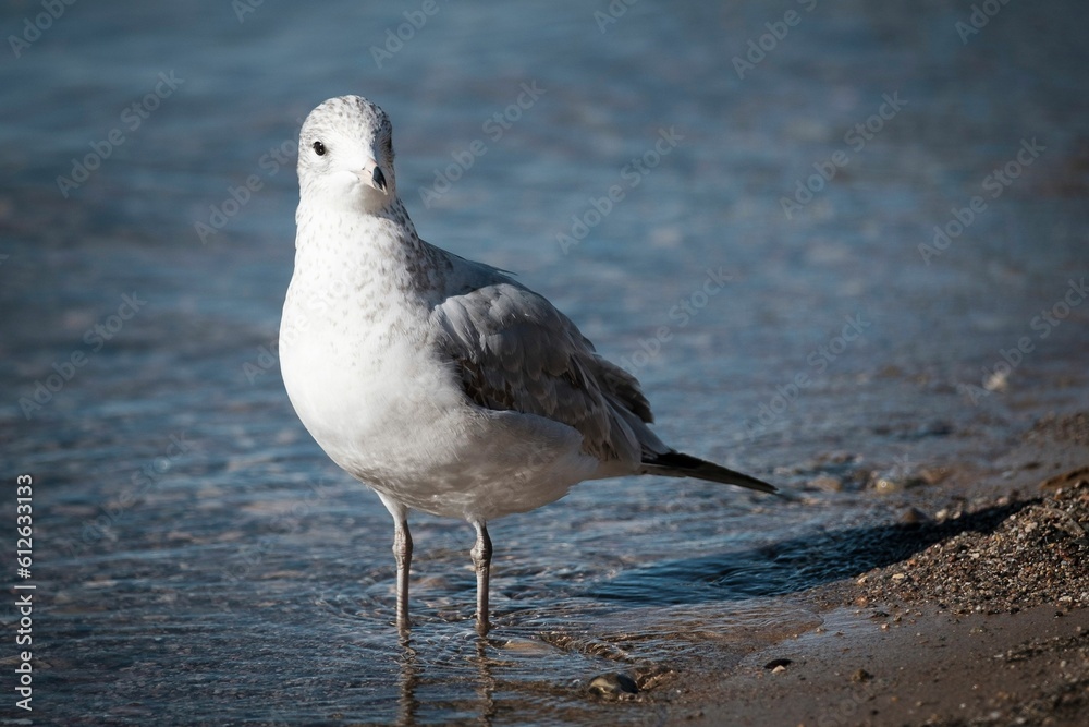 Obraz premium Small, gray and white Ring-billed gull on the coast of seaside