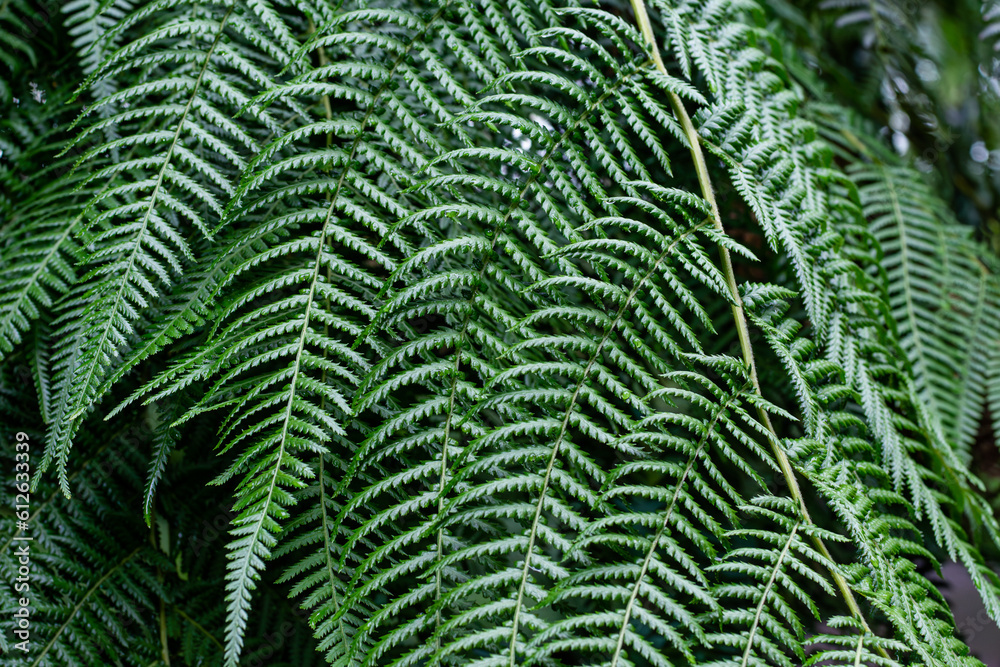 A fern leaf plant found in a botanical garden. Leaves plant pattern background. Fern leaf background.