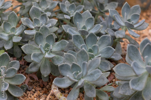 Graptopetalum paraguayense, also called ghost plant. mother of pearl plant