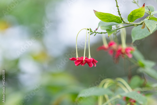quisqualis indica with red petals. Combretum indicum, Rangoon, Rangoon creeper photo