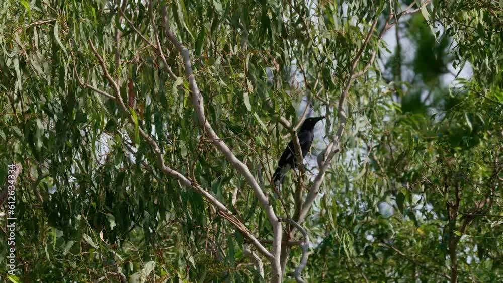 Pied currawong bird perching on a moving tree in the park on a windy day Pied currawong bird perching on a moving tree in the park on a windy day