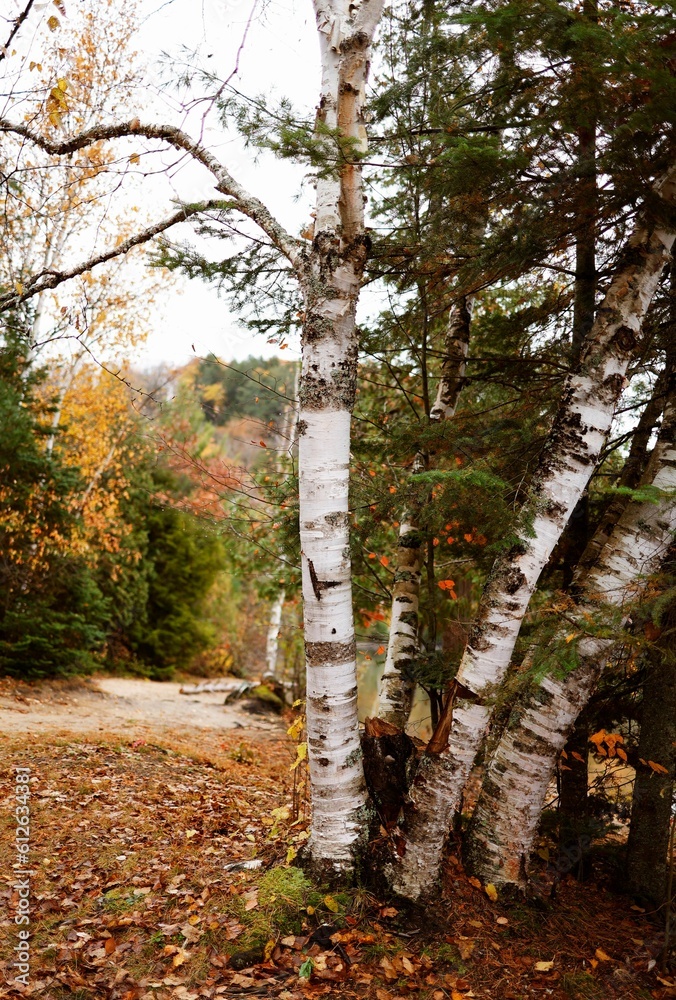 Vertical shot of lush evergreen trees, with a beautiful forest in the background Vertical shot of lush evergreen trees, with a beautiful forest in the background