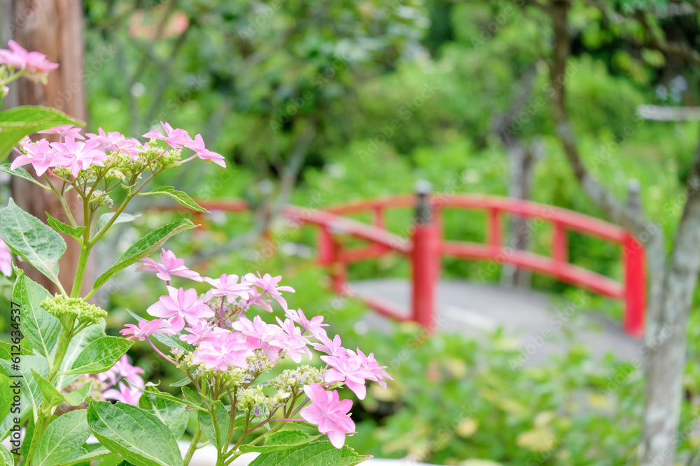 Obraz premium 紫陽花 赤い橋 梅雨