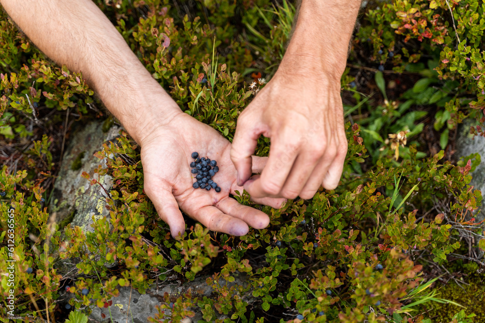 Man picking blue berries Man picking blue berries