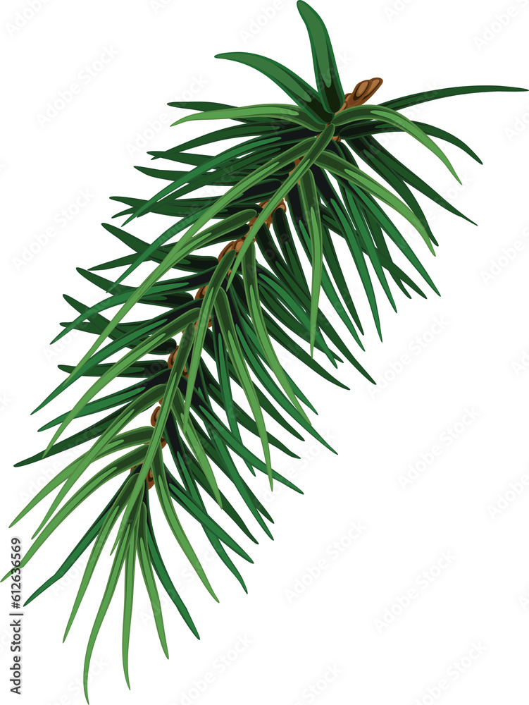 Christmas tree branch. Hand painted Christmas fir branch isolated. Botanical illustration. Holiday print for design. Close-up. New Year.On transparent. PNG Christmas tree branch. Hand painted Christmas fir branch isolated. Botanical illustration. Holiday print for design. Close-up. New Year.On transparent. PNG