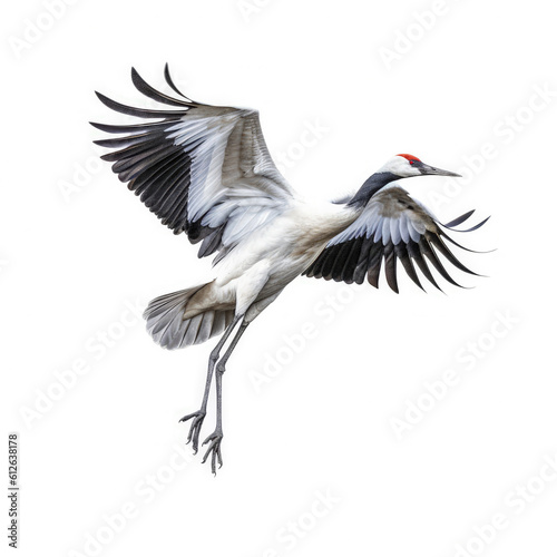 Crane (Grus grus) in mid-flight, wings spread wide