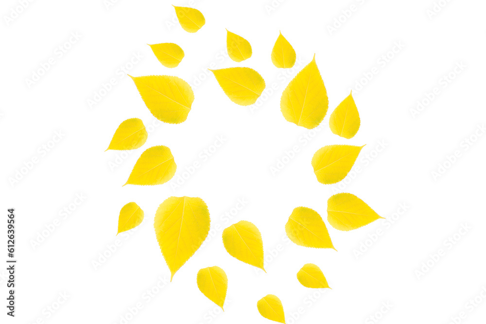 yellow leaves gathered in a circle