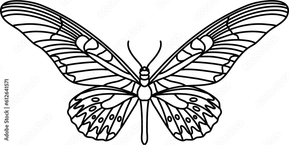 Moth Butterfly Outline Illustration Vector Moth Butterfly Outline Illustration Vector