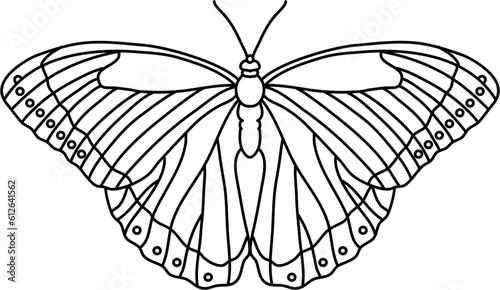 Flight Butterfly Outline Illustration Vector