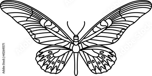 Moth Butterfly Outline Illustration Vector