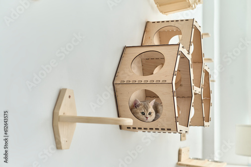 A young cat in a wooden wall house photo