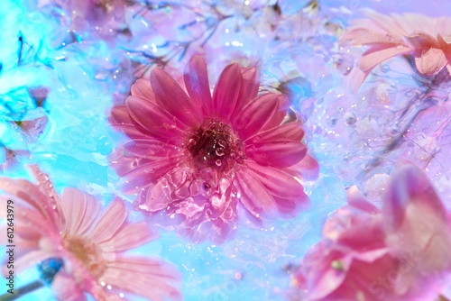 Tender pink asters in water, close-up. photo