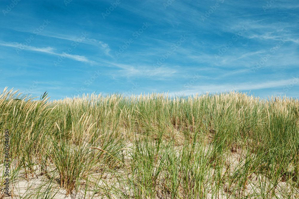 Nature view with dune grass, fine sand and blue cloudy sky, beach dunes of Baltic sea, Russia. Beautiful aesthetic natural scenic background, picturesque seaside with growth green grass, summer Nature view with dune grass, fine sand and blue cloudy sky, beach dunes of Baltic sea, Russia. Beautiful aesthetic natural scenic background, picturesque seaside with growth green grass, summer