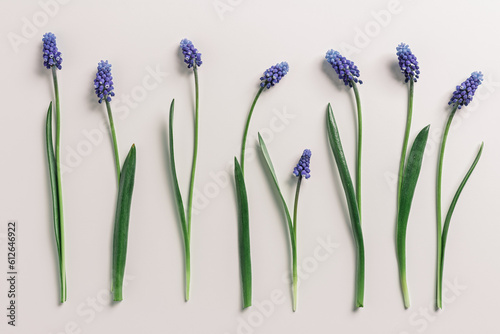 Spring flowery minimal flat lay from Muscari flowers. Blue blooming florets on beige background, copyspace. Beautiful spring flower grape hyacinth close-up, delicate blooms bouquet, aesthetic