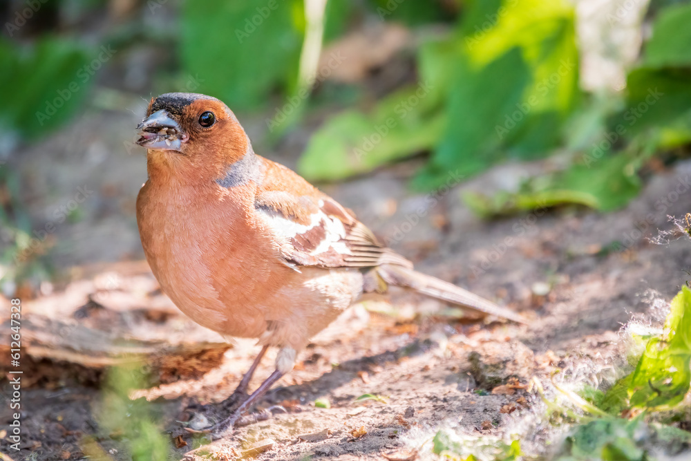 Common chaffinch, Fringilla coelebs, sits on the ground in spring. Common chaffinch in wildlife. Common chaffinch, Fringilla coelebs, sits on the ground in spring. Common chaffinch in wildlife.