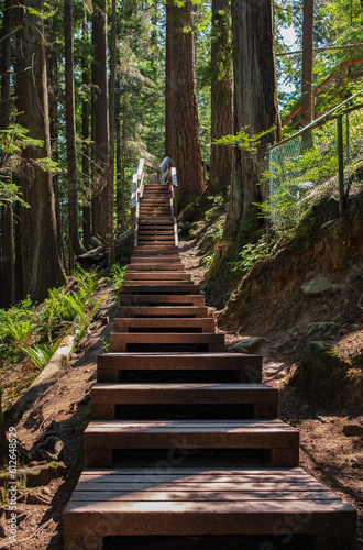Eco path wooden walkway steps or stairs in the forest. Ecological trail path. Wooden path in the National park in Canada