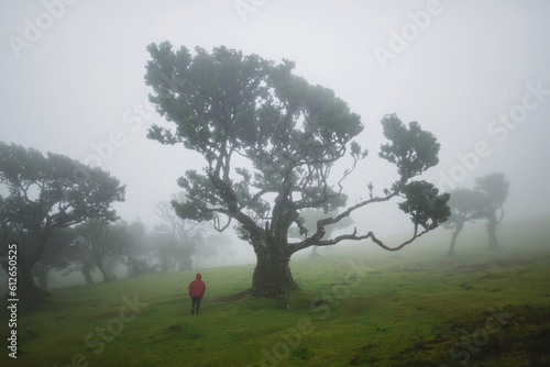 Tourist wandering around foggy Fanal forest in Madeira photo