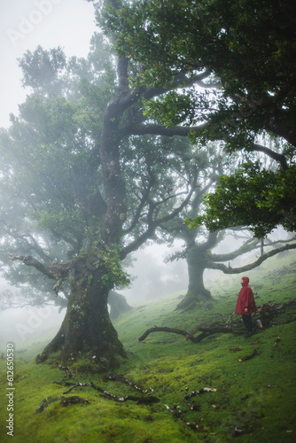 Old laurel forest, stinkwood (Ocotea foetens) in fog photo