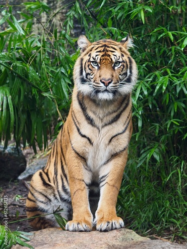 Breathtaking formidable Sumatran Tiger in spectacular beauty.