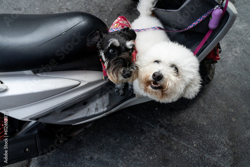 A poodle and a schnauzer sitting on a parked motorcycle in Taiwan