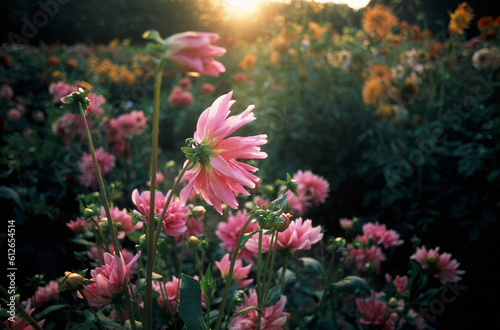 Summer nature flowers garden landscape
