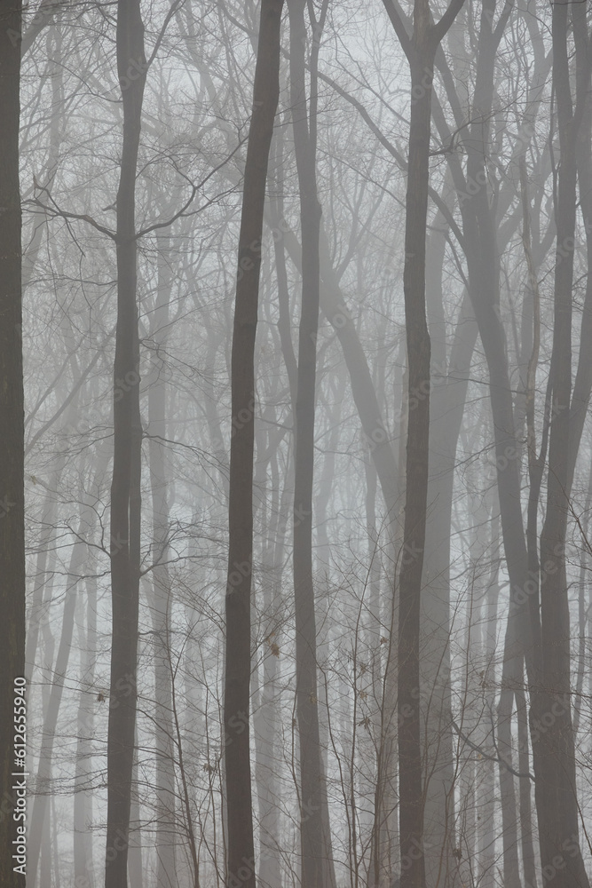 Suburban forest in winter Suburban forest in winter