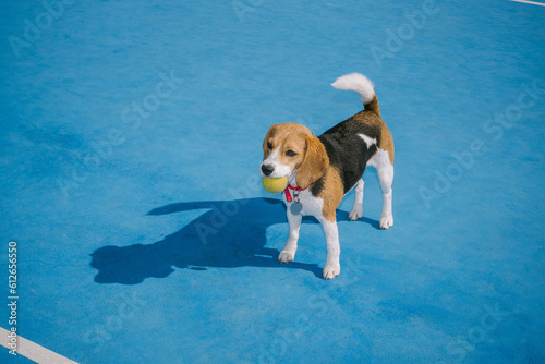 Happy beagle dog with a tennis ball in his mouth