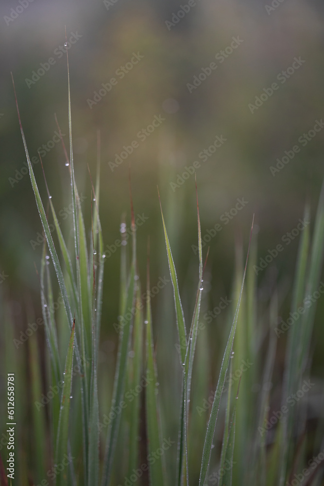 Dew drops on blades of grass Dew drops on blades of grass