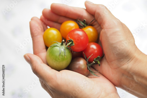 両手の中のミニトマト