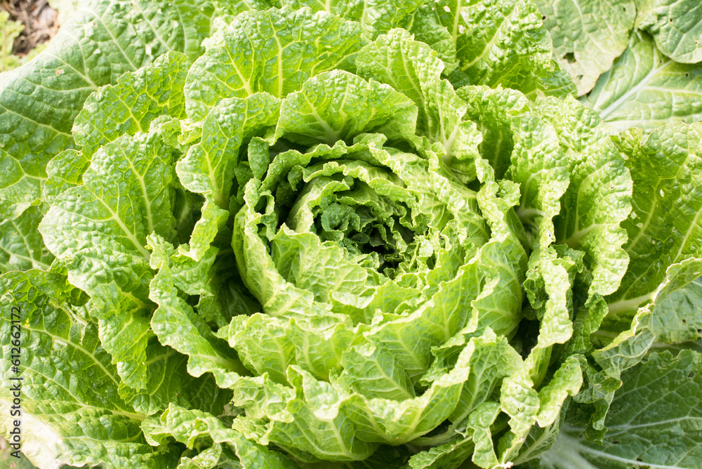 Cabbage in the garden Cabbage in the garden