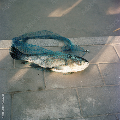 Put the salvaged fish on the ground photo