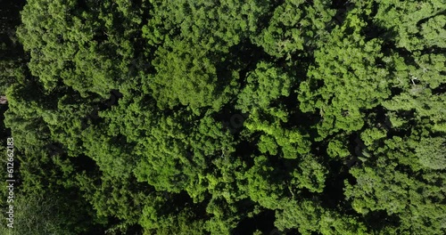 Wallpaper Mural Drone view of Bali. Tropical forest interior. Nature background of a rainforest Torontodigital.ca