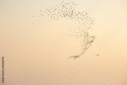 A murmuration of Knots over The Wash in the UK
