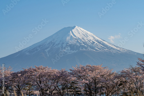 Snowcapped Mt Fuji Above Cherry Blossom Trees