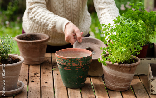 Gardener woman repotting herbs plant