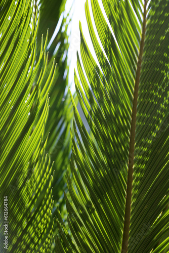 Lush, Green Sago Palm Fronds photo