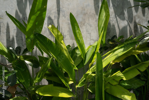 Exotic Plant Leaves In Concrete Wall photo