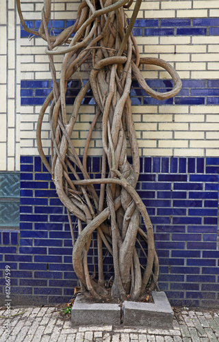 entangled roots on a wall