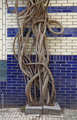 entangled roots on a wall photo