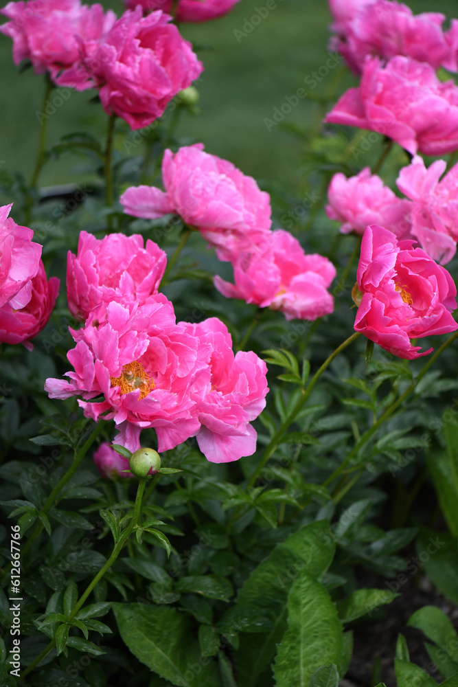 Bright Pink Peonies In A Summer Garden Bright Pink Peonies In A Summer Garden