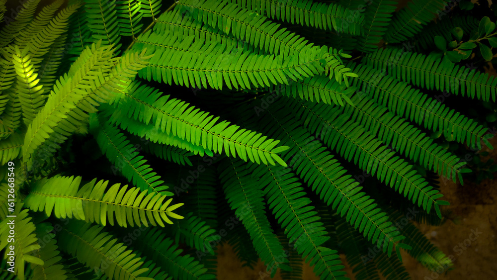 wallpaper hojas, verde 