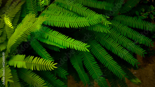 wallpaper hojas, verde 