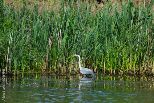 Wild bird heron summer nature river water