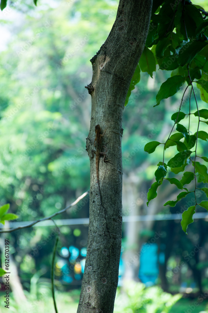 Fototapeta premium Lizard on a tree